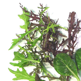 Asian Greens | California